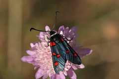 Zygaena lavandulae