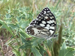 Melanargia ines