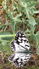 Melanargia ines