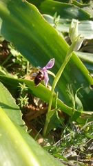 Ophrys heldreichii