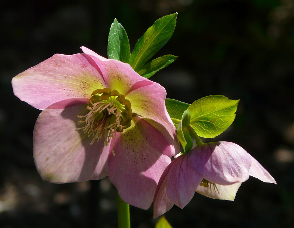 Helleborus orientalis