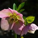 Lenten-Rose - Photo (c) Schnobby, some rights reserved (CC BY-SA)