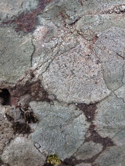 Circinaria caesiocinerea