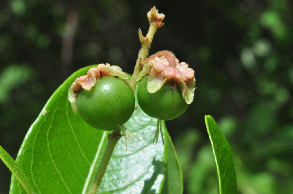 Byrsonima vacciniifolia