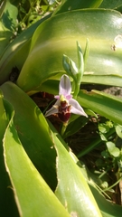 Ophrys heldreichii