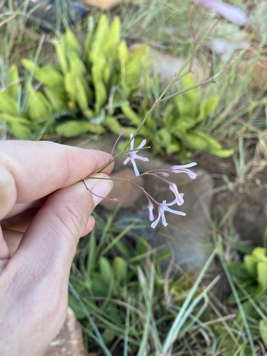 Ceropegia rubella