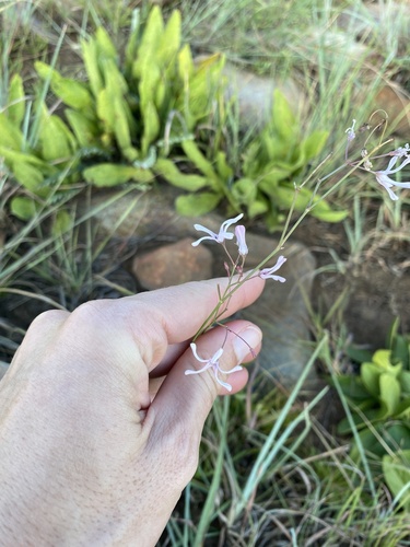 Ceropegia rubella