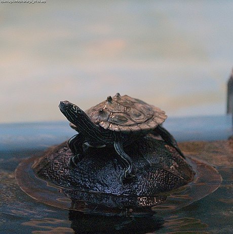 Black-knobbed Map Turtle (Reptiles of Alabama) · iNaturalist