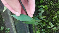 Antrophyum formosanum