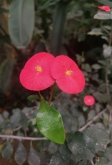 Euphorbia geroldii image