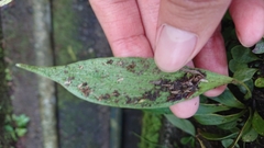 Antrophyum formosanum