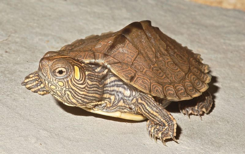 Graptemys ouachitensis (Reptiles of Alabama) · iNaturalist