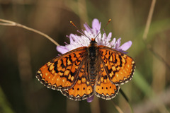 Euphydryas desfontainii
