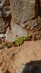 Sedum litoreum