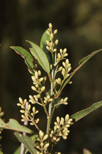 Trimenia papuana
