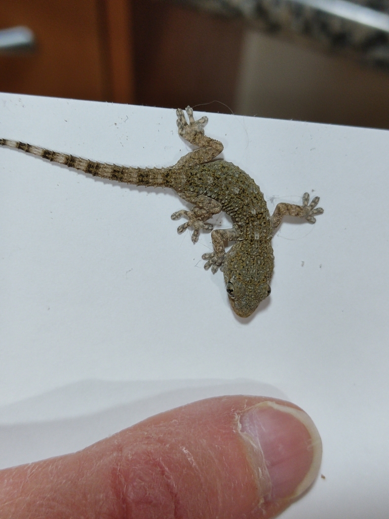 Moorish Gecko From 03330 Crevillente Alicante Espa a On March 14 moorish-gecko-from-03330-crevillente-alicante-espa-a-on-march-14
