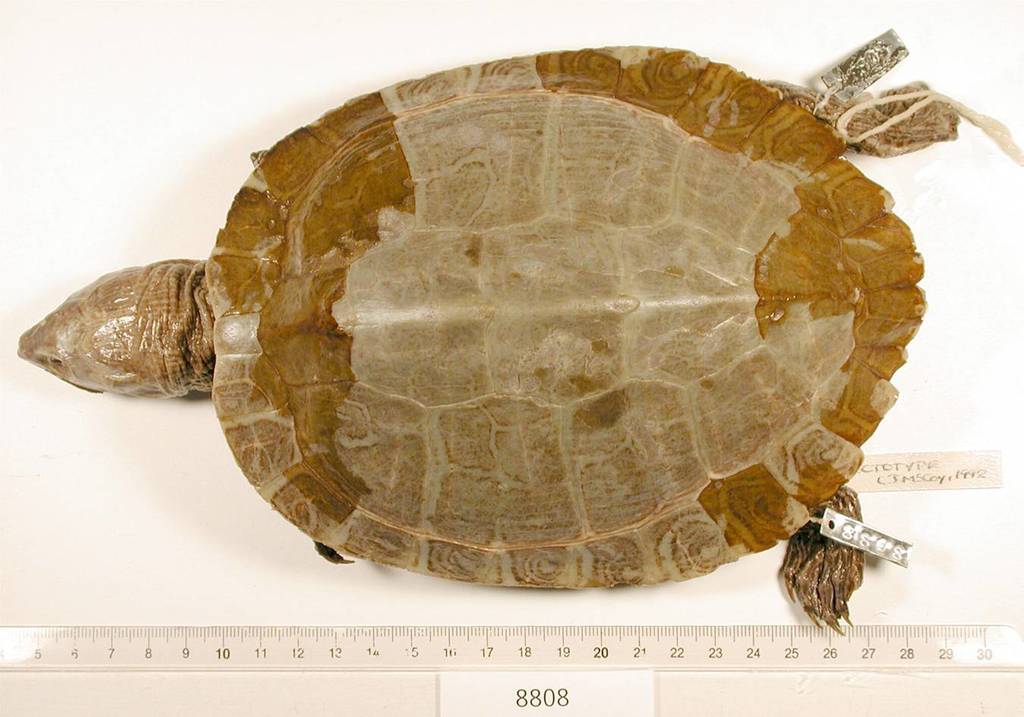 Alabama Map Turtle (Reptiles of Alabama) · iNaturalist