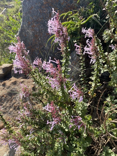 Thorncroftia greenii, photograph 4