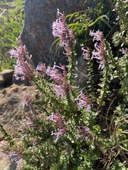 Thorncroftia greenii, photograph (c) Sunčana Bradley, some rights reserved (CC BY)