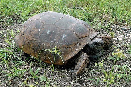 Gopher Tortoise (Reptiles of Alabama) · iNaturalist