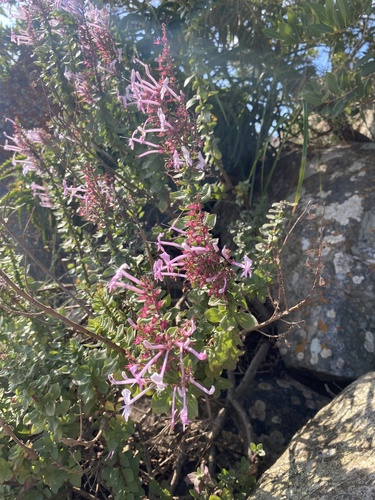Thorncroftia greenii, photograph 6
