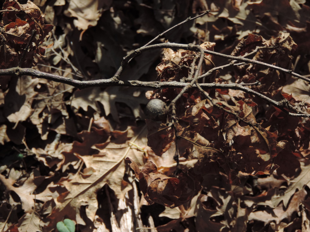 Oak Marble Gall Wasp from Provincia di Grosseto, Italia on March 14 ...