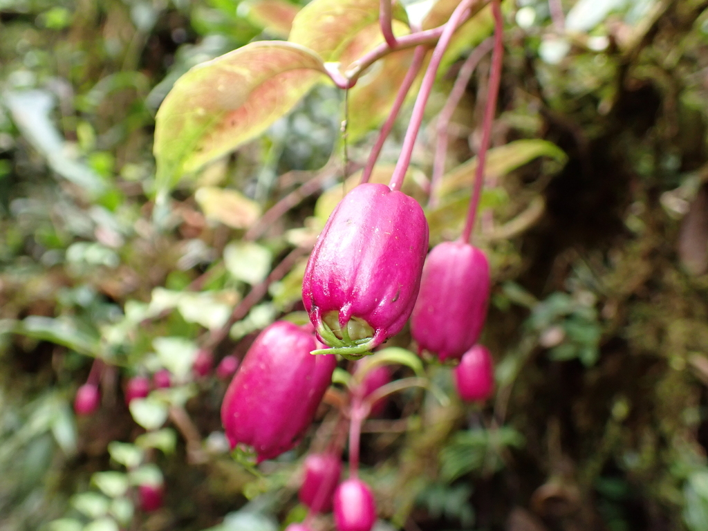 Burmeistera luciae