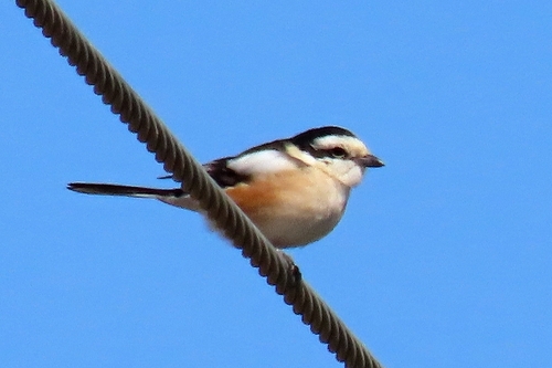 Masked Shrike
