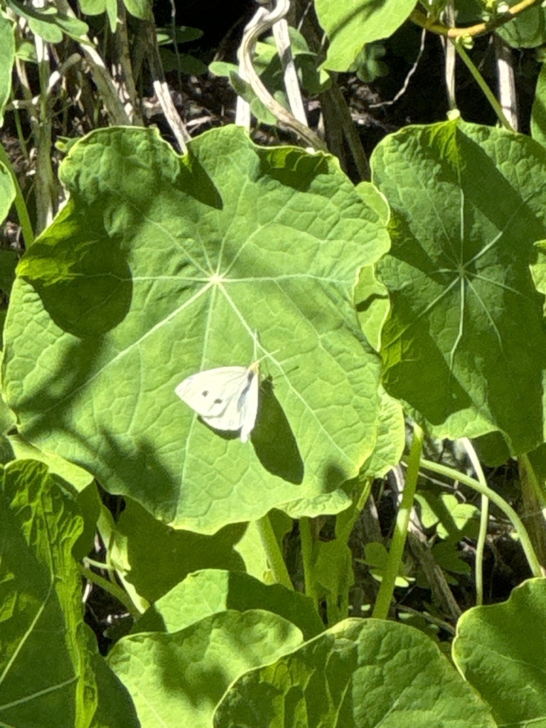 Small White from Hatton Canyon, Carmel, CA, US on March 14, 2024 at 12