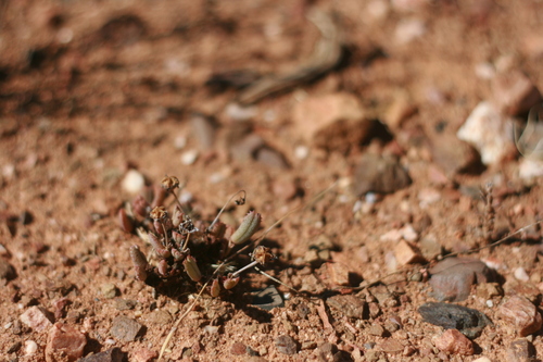 Hammeria meleagris (L.Bolus) Klak 3