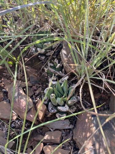 Haworthiopsis limifolia