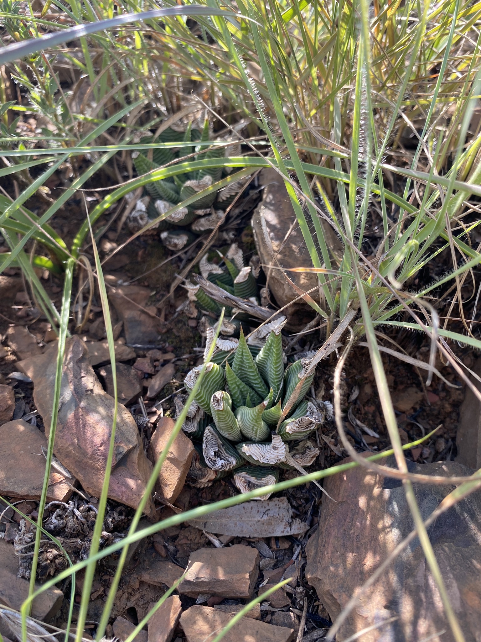 Haworthiopsis limifolia