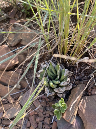 Haworthiopsis limifolia