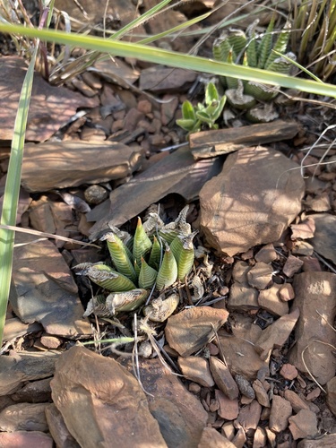 Haworthiopsis limifolia