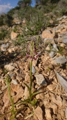 Anacamptis coriophora fragrans