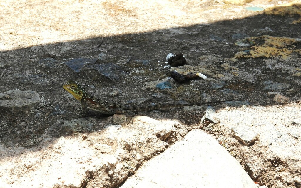 Lizards from Arusha, Meru, TZ-AS, TZ on March 14, 2024 at 12:21 PM by ...