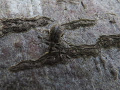 Polydrusus pilosus