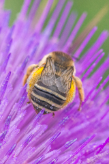 Eucera