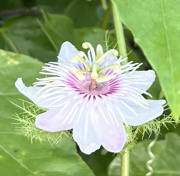 Passiflora vesicaria galapagensis from Parque Nacional Galápagos, San ...