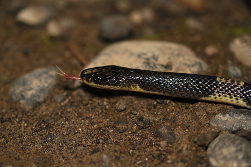 Malayan Krait