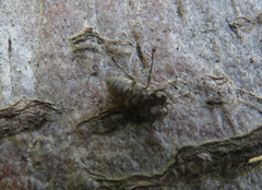 Polydrusus pilosus