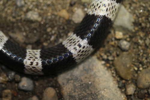 Malayan Krait