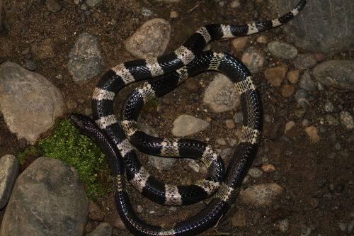 Malayan Krait