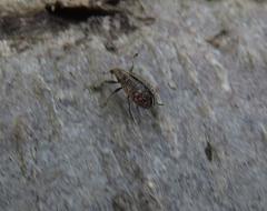 Polydrusus pilosus