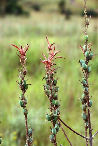 Image of Aloe dewetii by (c) Tony Rebelo, some rights reserved (CC BY-SA)