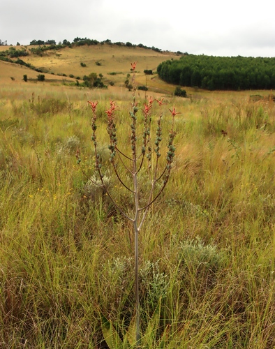 Image of Aloe dewetii by (c) Tony Rebelo, some rights reserved (CC BY-SA)