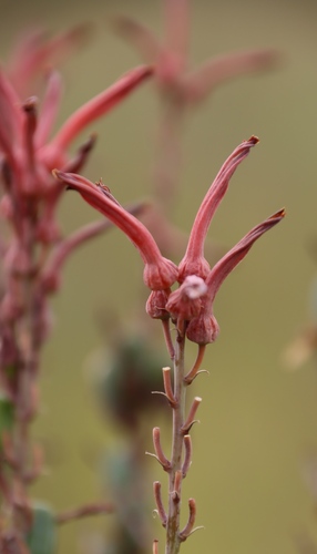 Image of Aloe dewetii by (c) Tony Rebelo, some rights reserved (CC BY-SA)
