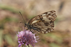 Melanargia occitanica