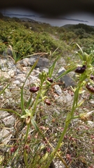 Ophrys mammosa