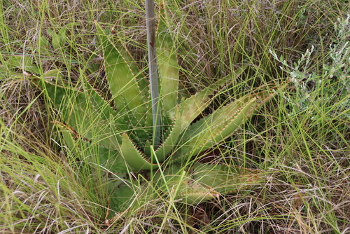 Image of Aloe dewetii by (c) Tony Rebelo, some rights reserved (CC BY-SA)